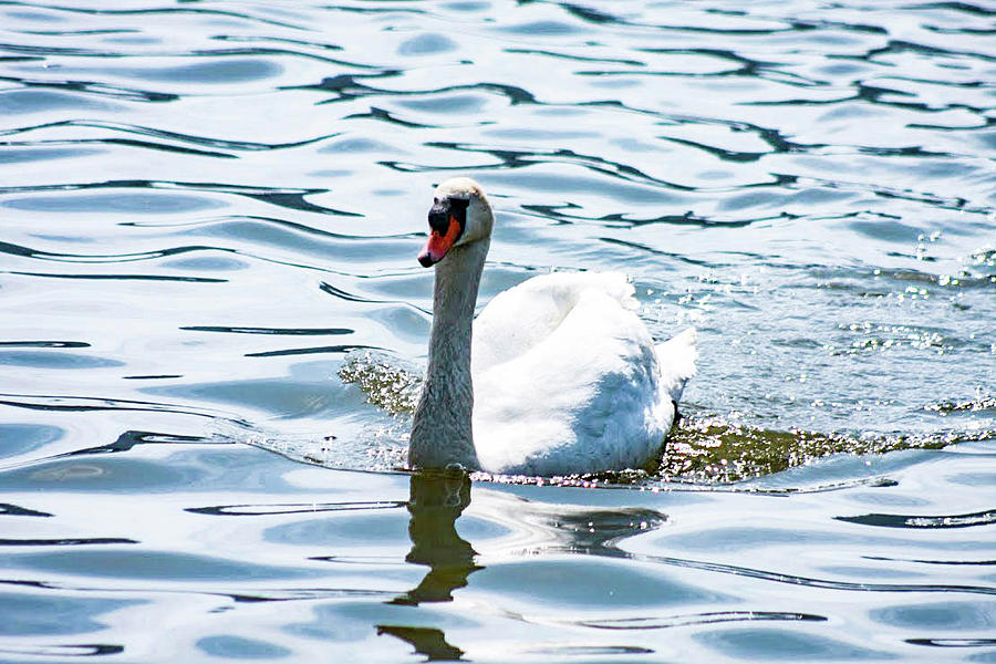 New York Photograph - Mute Swan #1 by Bill Rogers