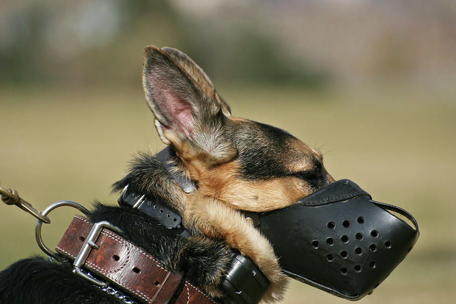 Muzzled Photograph by Dangerous Balcony - Fine Art America