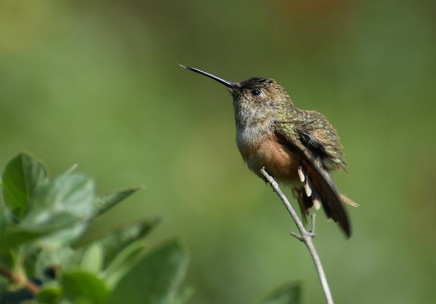 My Perch 2 by Fraida Gutovich My Perch 2 by Fraida Gutovich