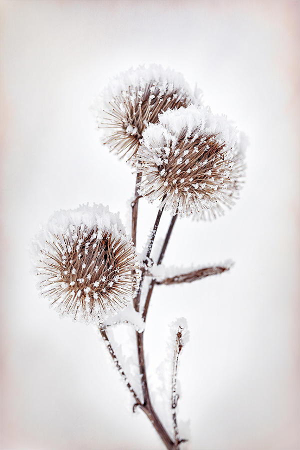 Still Life Photograph - My Winter Garden #1 by Lucie Gagnon