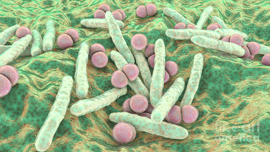 Mycobacterium And Streptococcus Bacteria Photograph By Kateryna Kon ...