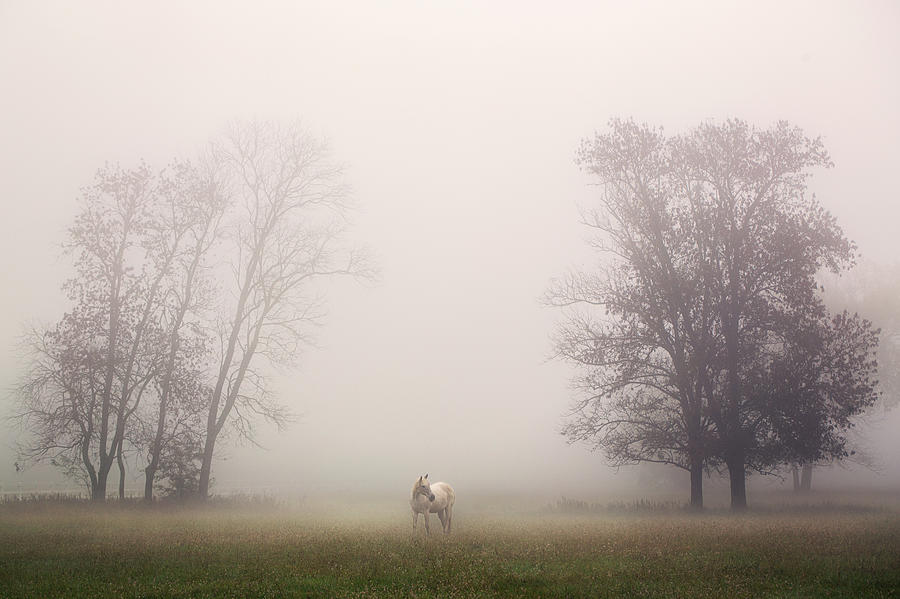 Mystic Morning #1 Photograph by Malcolm Macgregor