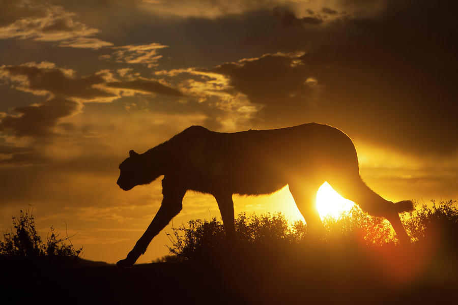 Namibia Cheetah Silhouette At Sunset Photograph by Jaynes Gallery ...