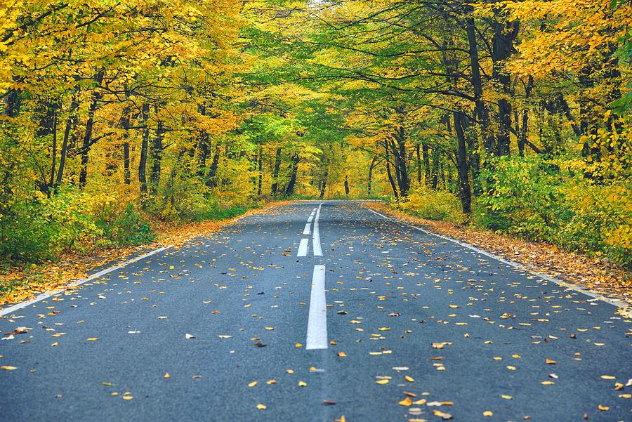 Nature Photograph - Narrow Winding Road In Yellow Autumn #1 by Daniel Chetroni