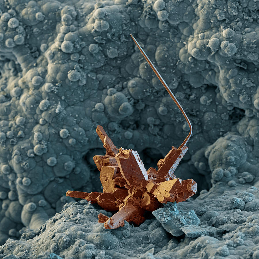 Natural Copper Crystal, Sem #1 Photograph by Meckes/ottawa
