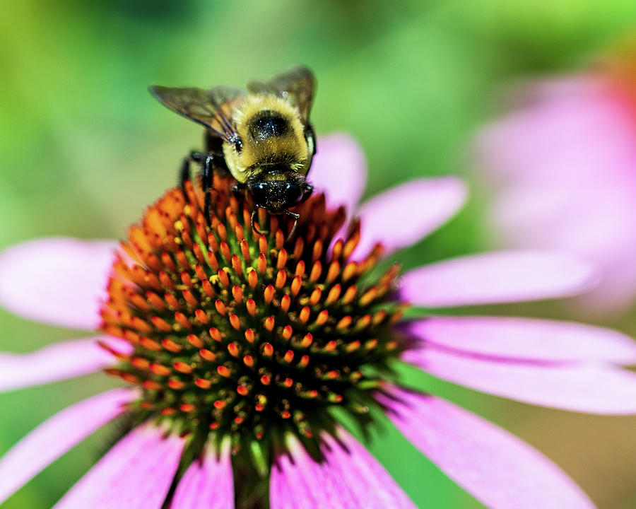Macro Photography - Bee Photograph by Amelia Pearn