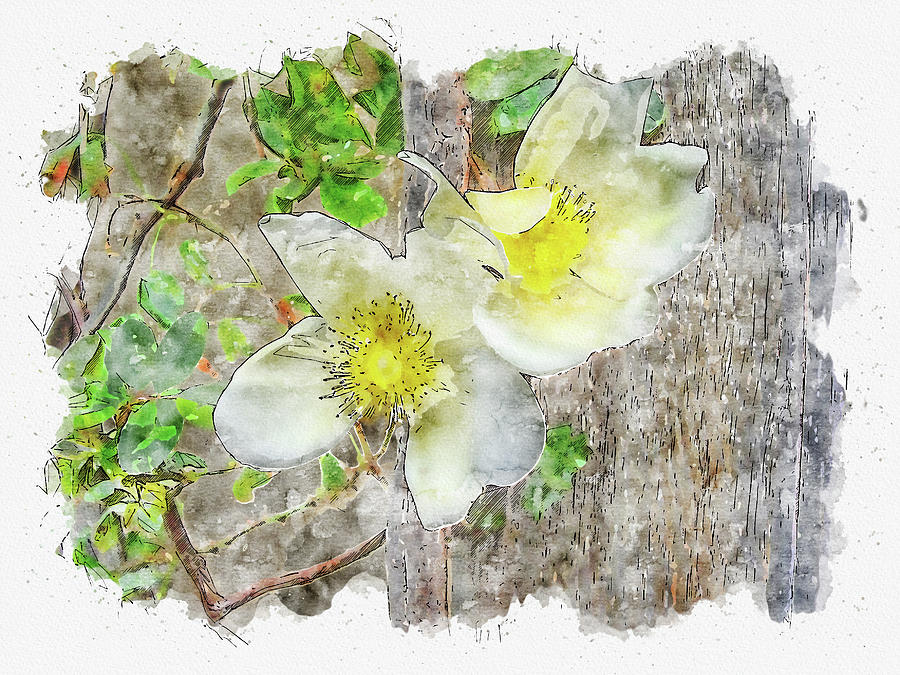 Nature #watercolor #sketch #nature #flower #1 Digital Art by TintoDesigns