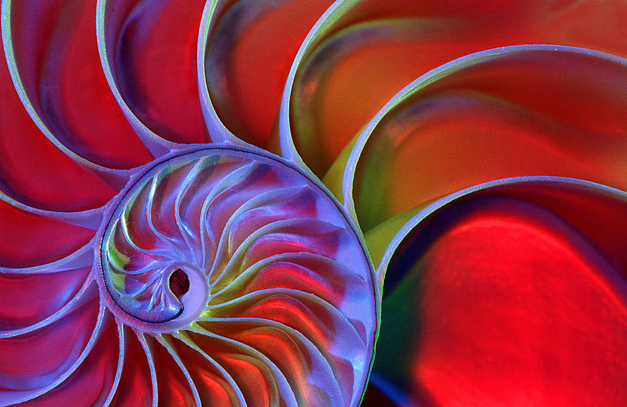 Nautilus Shell Photograph by James L Amos Nautilus Shell Photograph by James L Amos