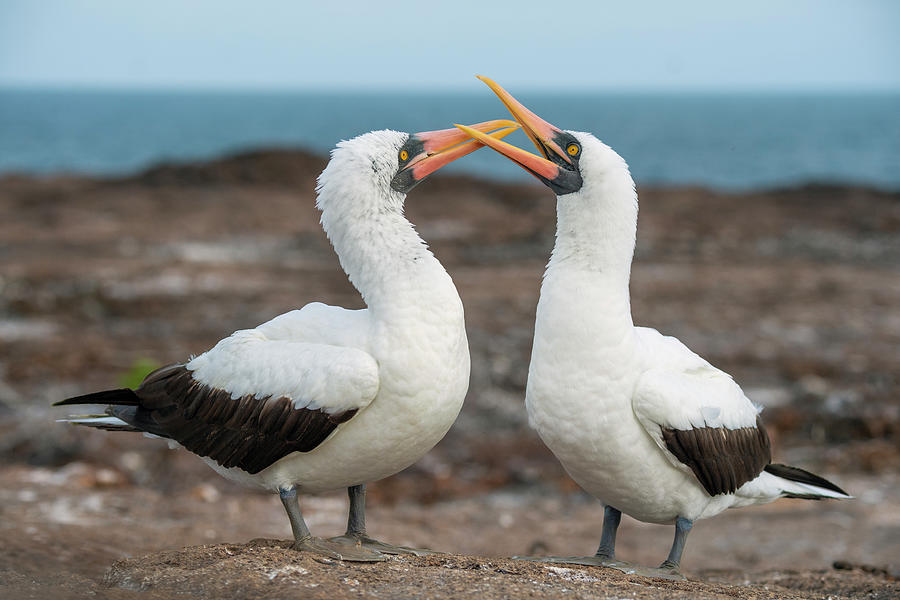 Nazca Booby Pair Courting #1 Photograph by Tui De Roy