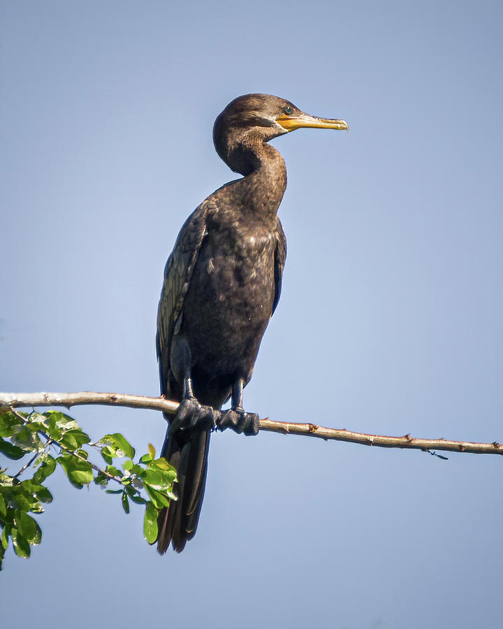 Neotropic Cormorant El Escobal Ibague Tolima Colombia #1 Photograph by Adam Rainoff