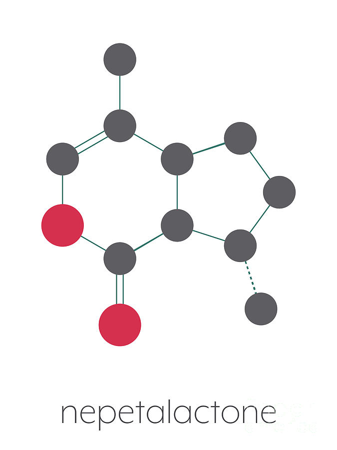 Nepetalactone Catnip Cat Attractant Molecule Photograph by Molekuul ...