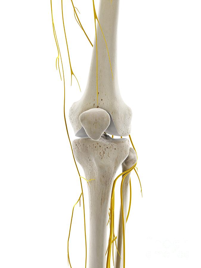 Nerves Of The Knee Photograph By Sebastian Kaulitzki Science Photo 