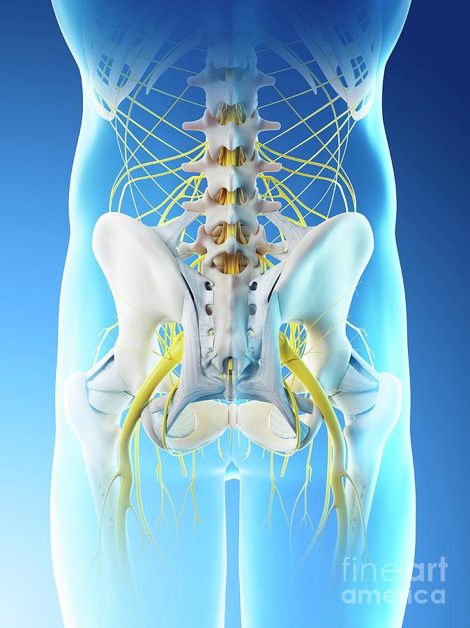 Nerves Of The Male Pelvis Photograph By Sebastian Kaulitzki Science