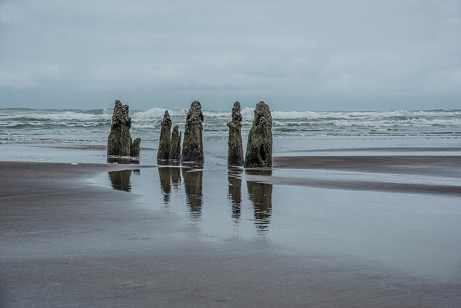 Neskowin Ghost Forest by Johanna Froese Neskowin Ghost Forest by Johanna Froese
