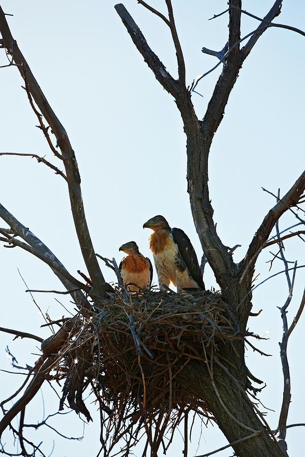 Hawk Photograph - Nesting Mother And Chick Ferruginous #1 by Ed Darack