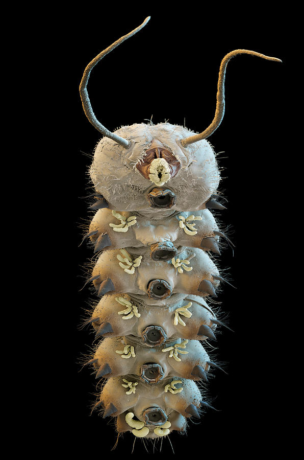 Net-winged Midge Larva, Sem #1 Photograph by Eye Of Science