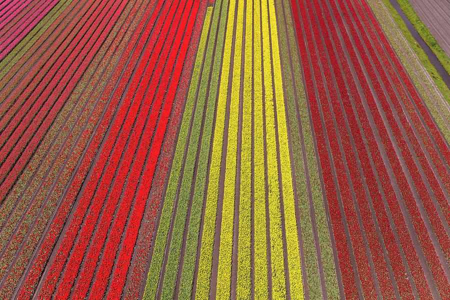 Tulip Photograph - Netherlands, Nord Holland #1 by Terry Eggers