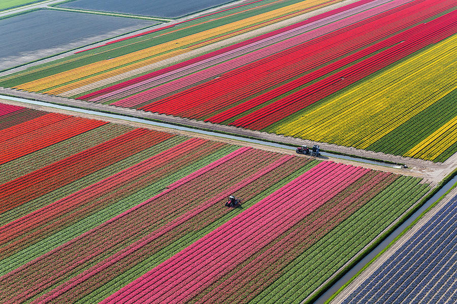 Netherlands, Tulip Fields Photograph by Peter Adams Netherlands, Tulip Fields Photograph by Peter Adams