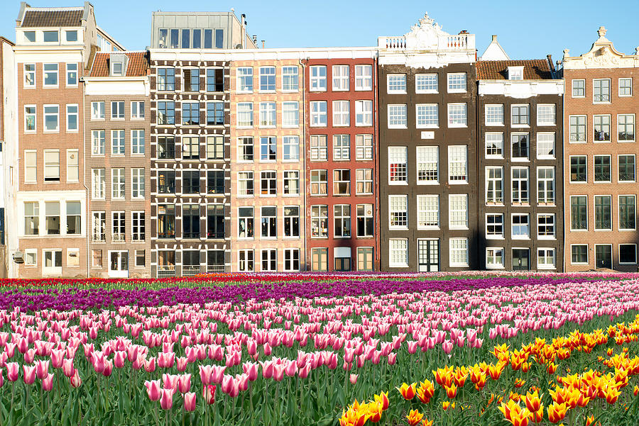 Flower Photograph - Netherlands Tulips And Facades Of Old #1 by Prasit Rodphan