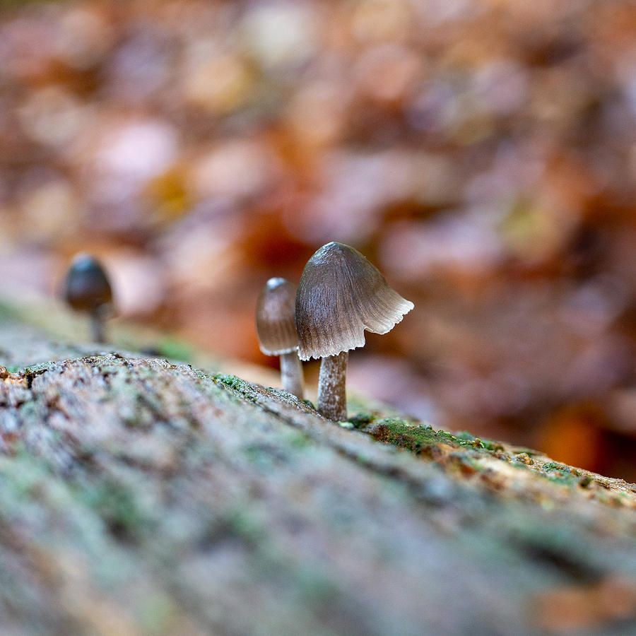 Fall Photograph - New Forest Fungi #1 by Elaine Henshaw