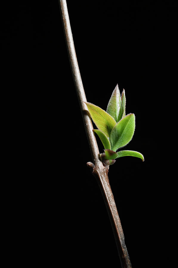 New Growth On Branch #1 Photograph by Richard Clark