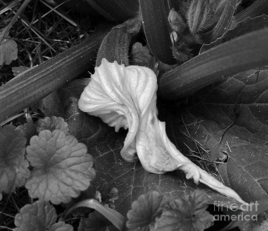 Black And White Photograph - New Life #1 by Rosanne Licciardi