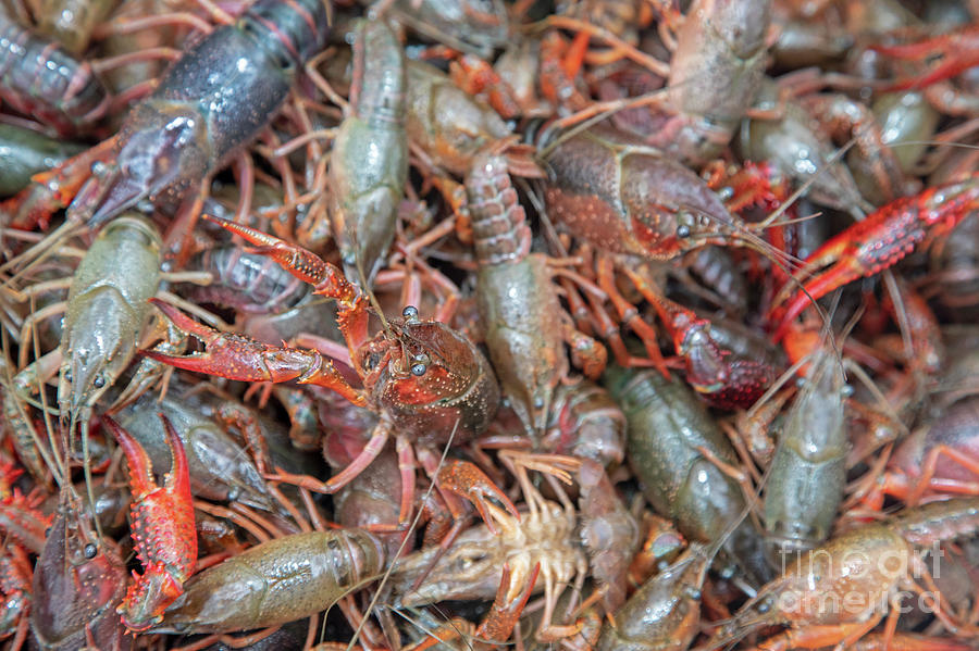 New Orleans Crawfish Mambo #1 Photograph by Jim West/science Photo Library