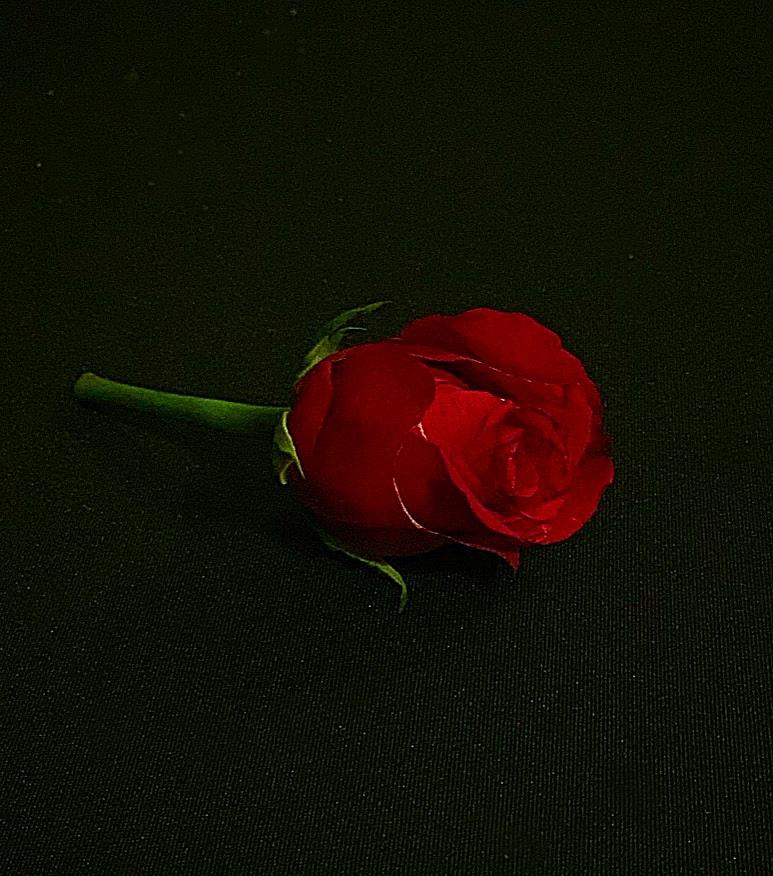 Single Rose Photograph by Colette Lee