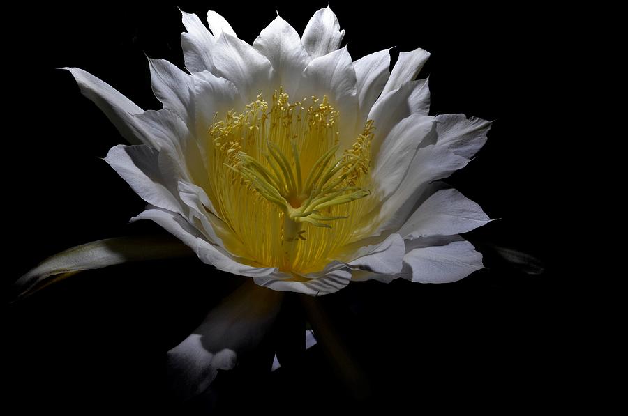 Night Blooming Beauty #2 Photograph by Heidi Fickinger