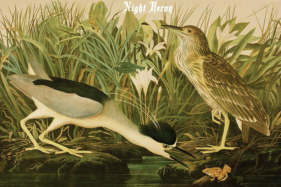 Night Heron #1 Painting by John James  Audubon