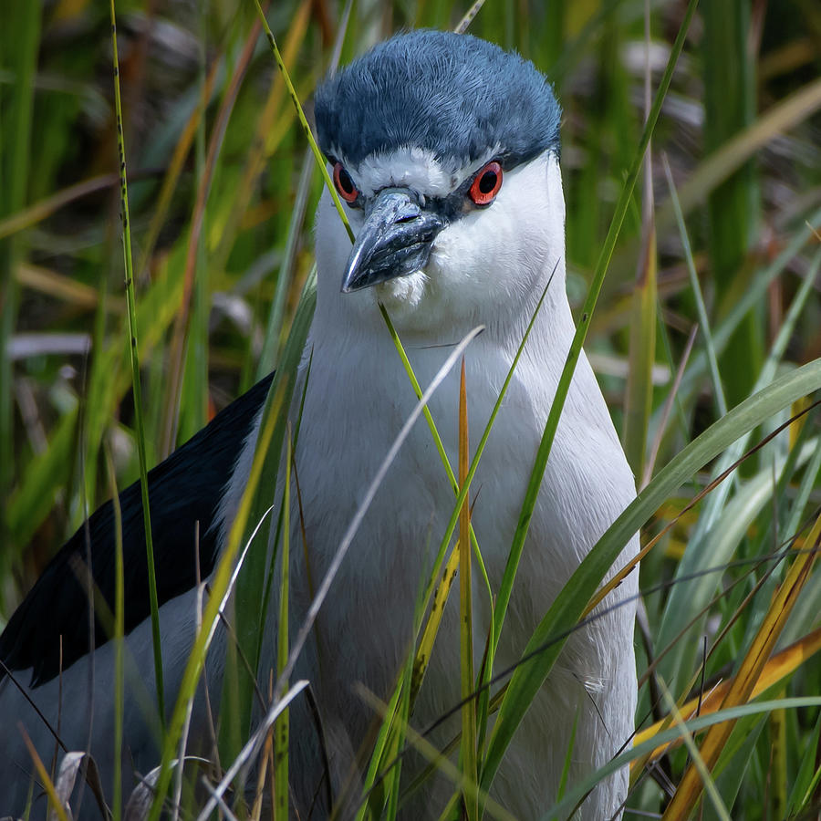 Night Heron #1 Photograph by Mike Gifford