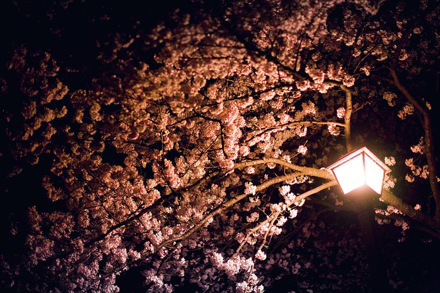 Night Sakura by Jdphotography