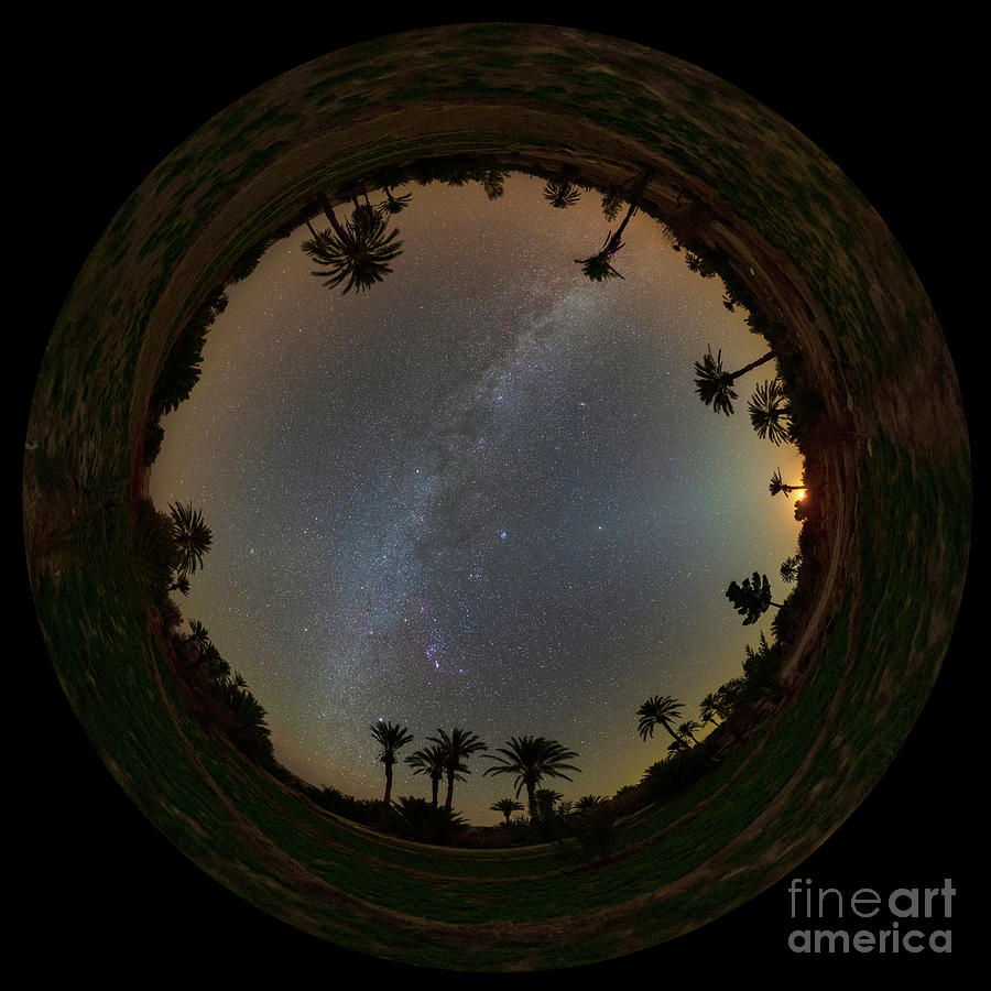 Night Sky Over Palm Grove #1 Photograph by Amirreza Kamkar / Science Photo Library
