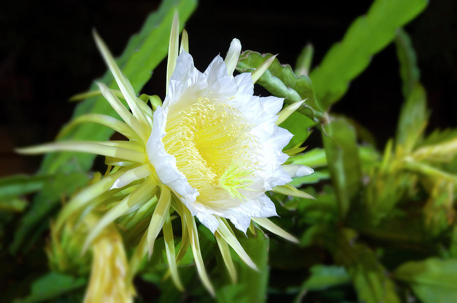 Nightblooming Cereus #1 Photograph by David L Moore