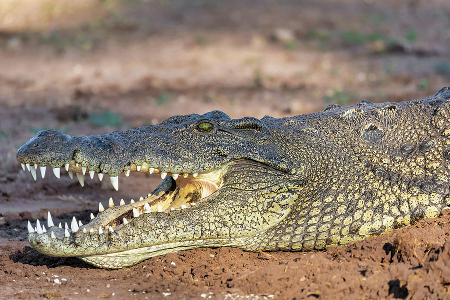 Nile Crocodile in Chobe river, Botswana #1 Photograph by Artush Foto ...