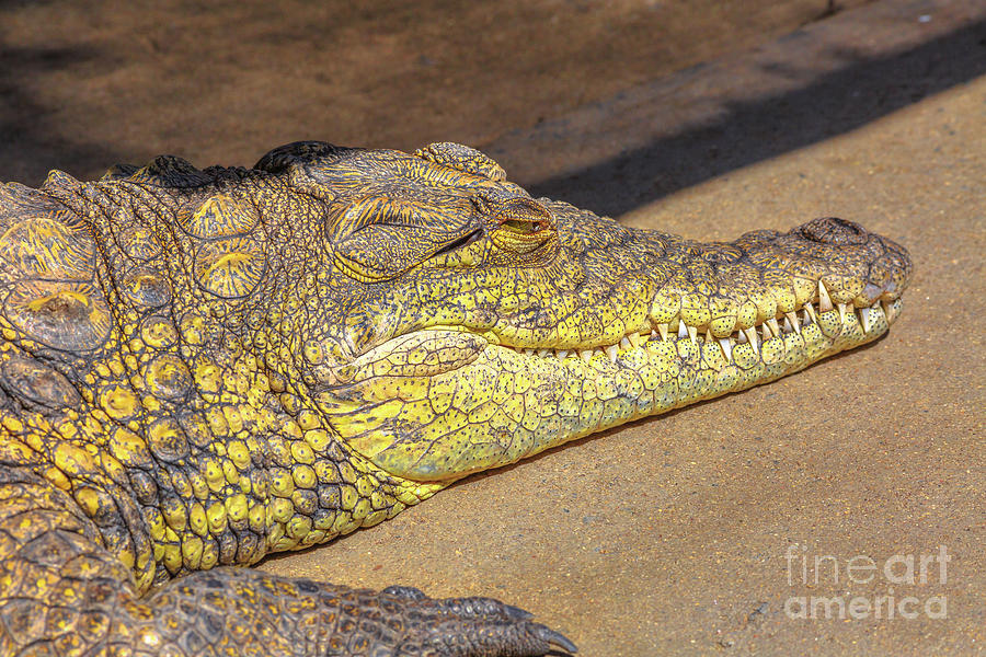 Nile Crocodile portrait #1 Photograph by Benny Marty