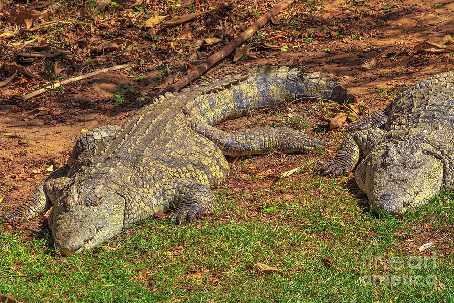 Nile Crocodiles sleeping #1 Photograph by Benny Marty