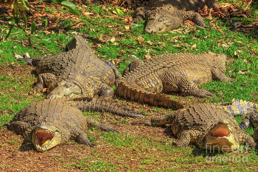 Nile Crocodiles South Africa #1 Photograph by Benny Marty