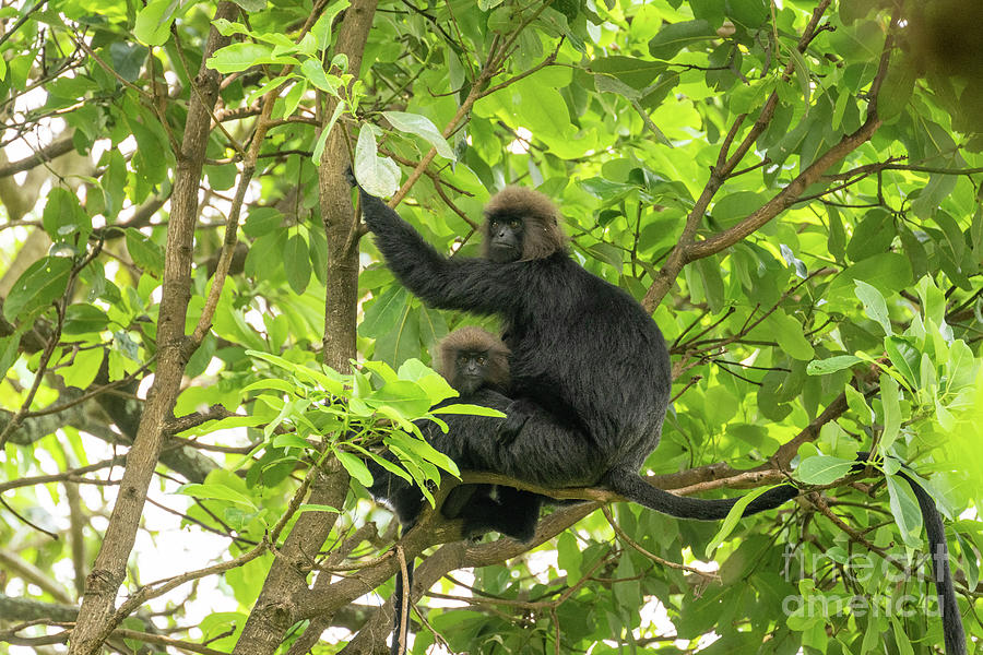 Nilgiri Langurs Photograph by Dr P. Marazzi/science Photo Library ...