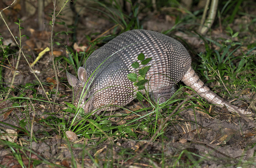 Nine-banded Armadillo Foraging At Night Photograph by Ivan Kuzmin ...