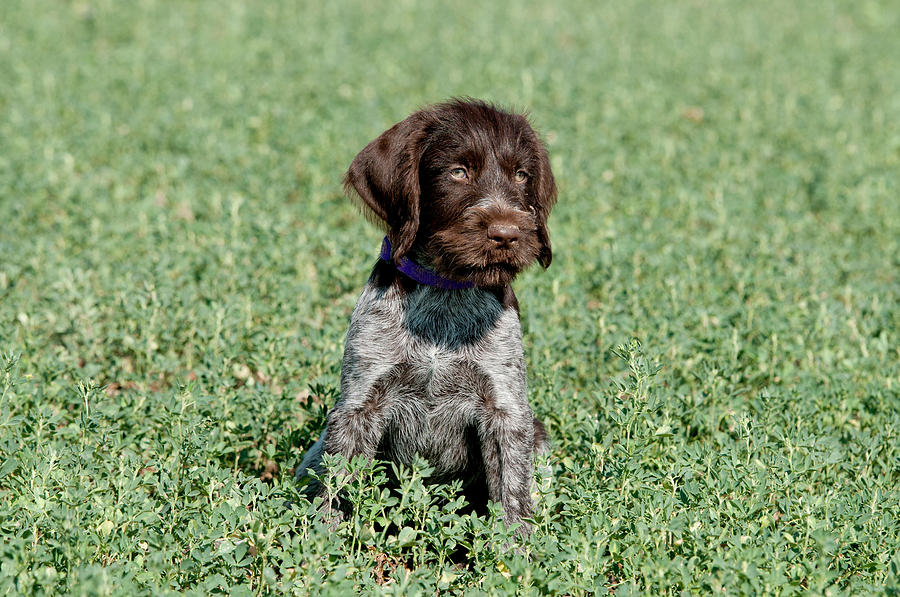 Nine-week-old Drahthaar Puppy #1 Photograph by William Mullins