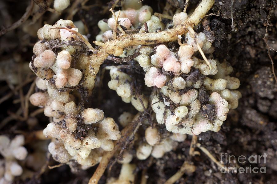 Nitrogen Fixing Nodules On Pea Roots #1 Photograph by Dr Jeremy Burgess/science Photo Library