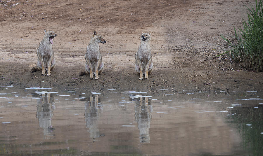 Animals Photograph - No Title by Mallal Moshe Animals Photograph - No Title by Mallal Moshe