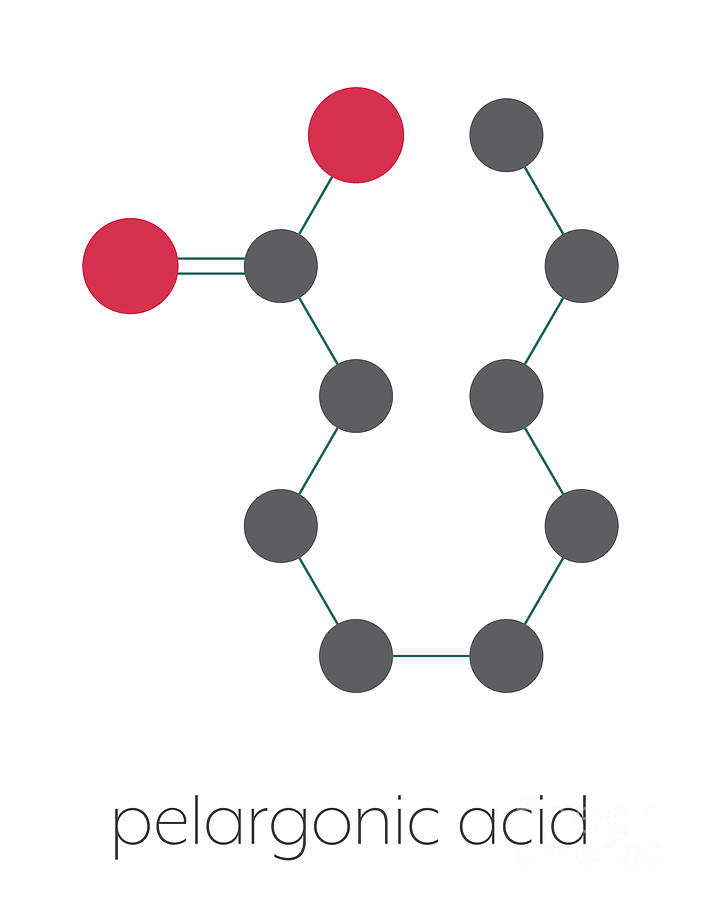 Nonanoic Acid Molecule Photograph By Molekuul/science Photo Library ...