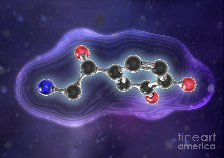 Norepinephrine #1 Photograph by Medical Graphics/michael Hoffmann ...