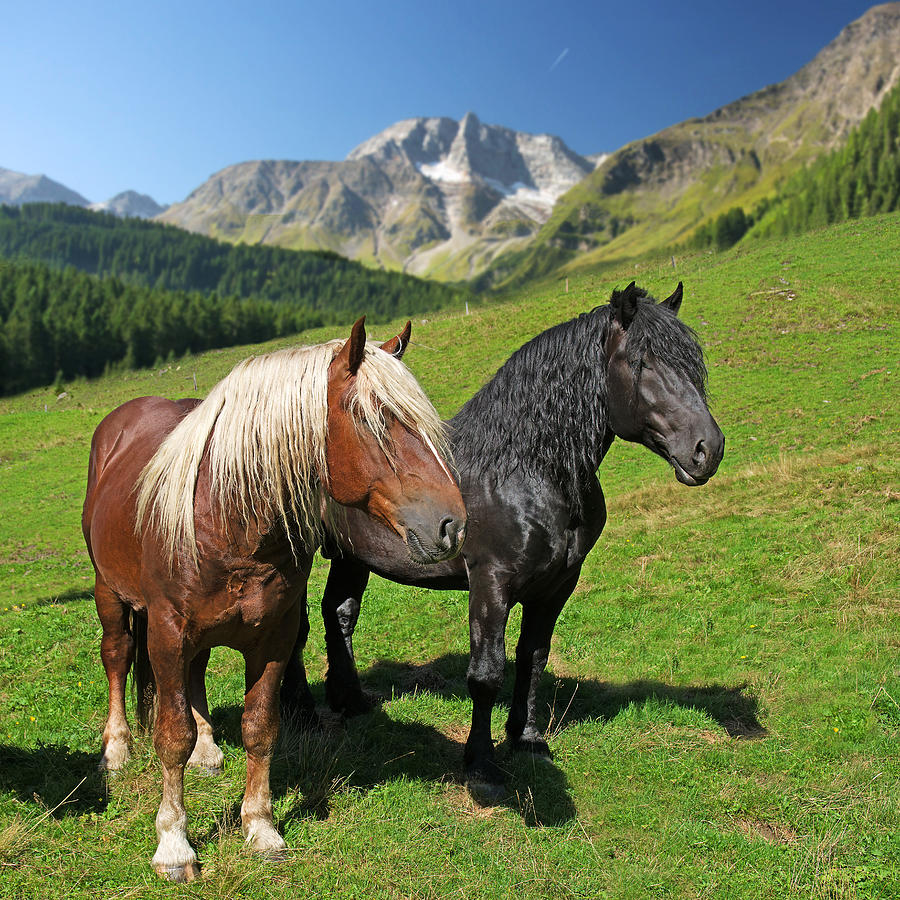 Noriker Stallions, Austria #1 Digital Art by Robert Maier