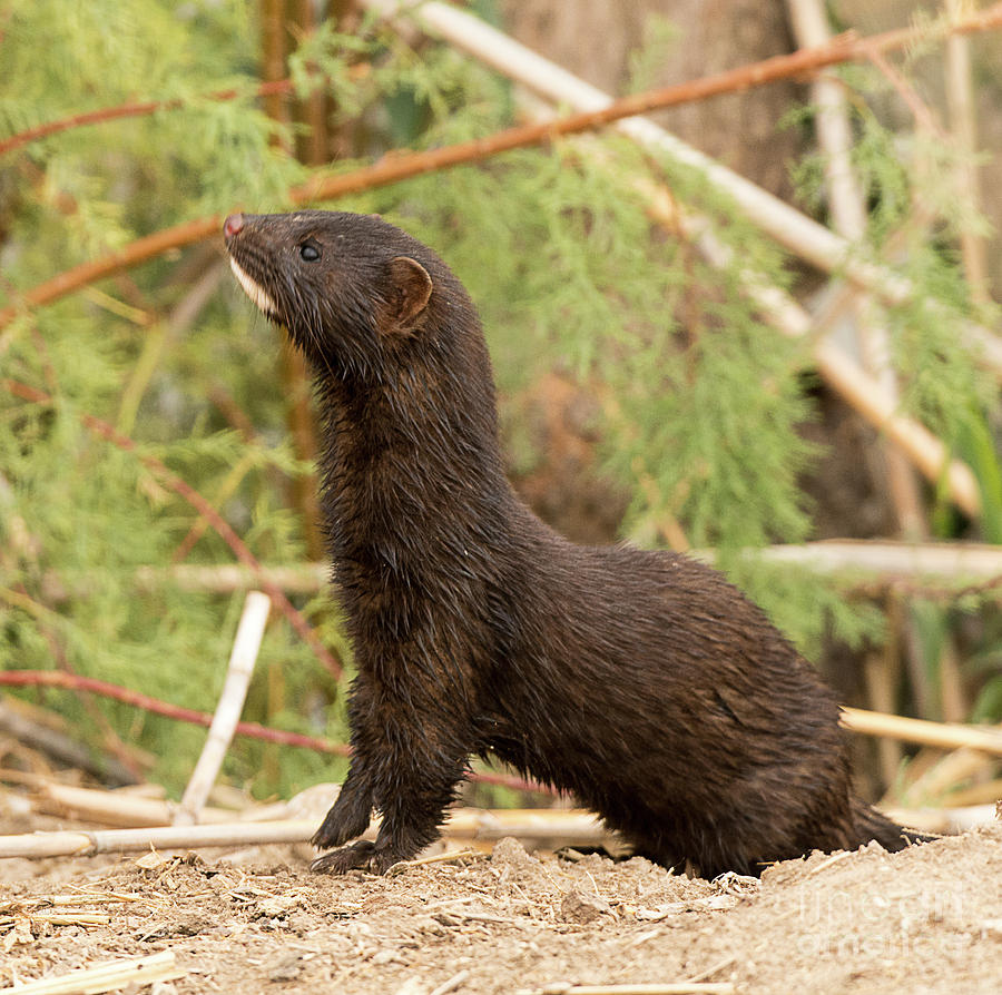 North American Mink #1 Photograph by Dennis Hammer