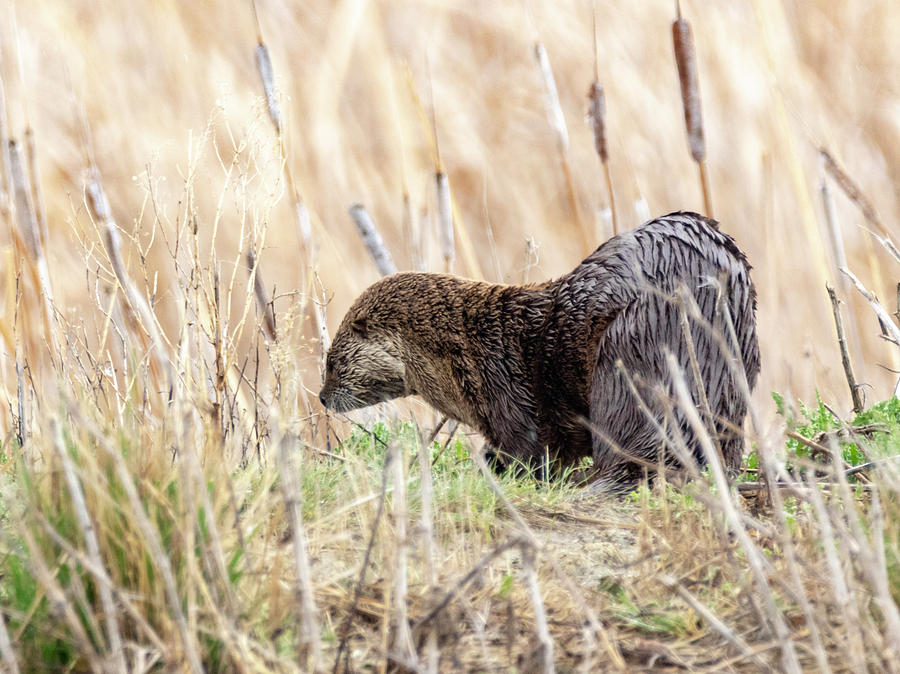North American River Otter by Michael Chatt North American River Otter by Michael Chatt