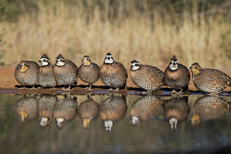Northern Bobwhite Colinus Virginianus Photograph by Danita Delimont Northern Bobwhite Colinus Virginianus Photograph by Danita Delimont