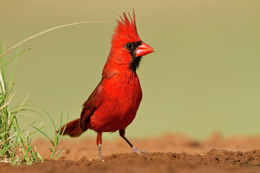 Northern Cardinal Cardinalis Cardinalis By Danita Delimont 9294